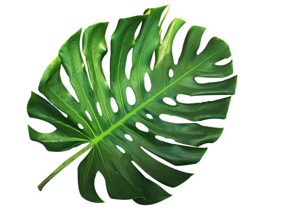 Green Monstera leaf isolated on white background stock photo