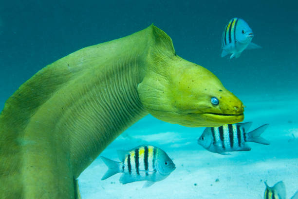 green moray saltwater eel with other fish - paling stockfoto's en -beelden
