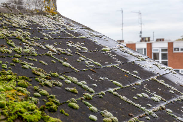 Green moss and frost on slate roof tiles stock photo