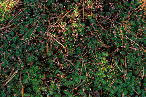 green moss in the forest with spruce needles