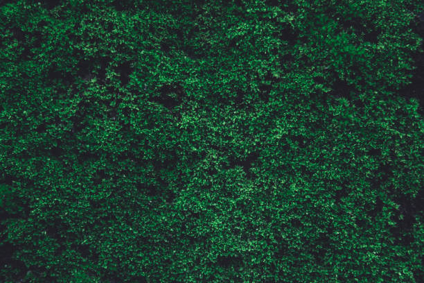 grön mossa på gammal betong vägg. grön moss natur mörkgrön ton bakgrund - moss bildbanksfoton och bilder