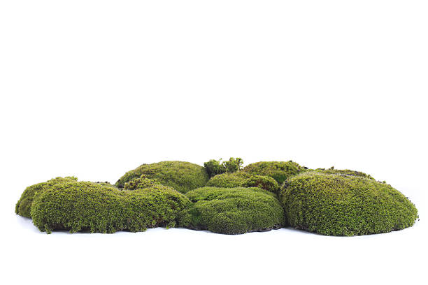 Green moss Green moss on white background moss stock pictures, royalty-free photos & images