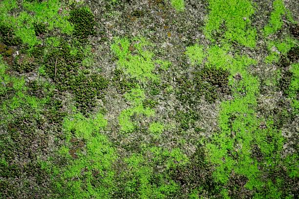 green moss texture , nature background. - grass texture stockfoto's en -beelden