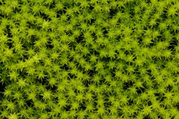 Green moss texture. stock photo