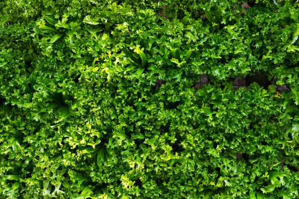 Green nature background. stock photo