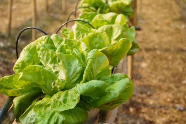 Green Oak Lettuce On Plant , Organic vegetable  farm image use for background or wallpaper  , selective focus. stock photo