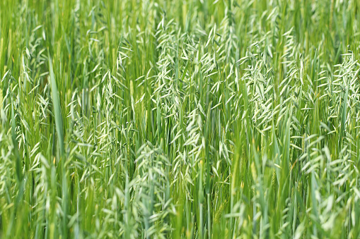 Green oats in the field