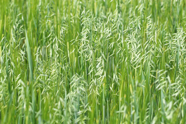 Green oats in the field stock photo