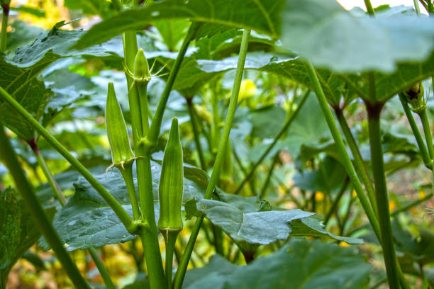 Green okra pods growing on the stalk. Close-up of green okra pods growing on the stalk in the garden. The plant's large leaves shade the developing fruit. okra photos stock pictures, royalty-free photos & images