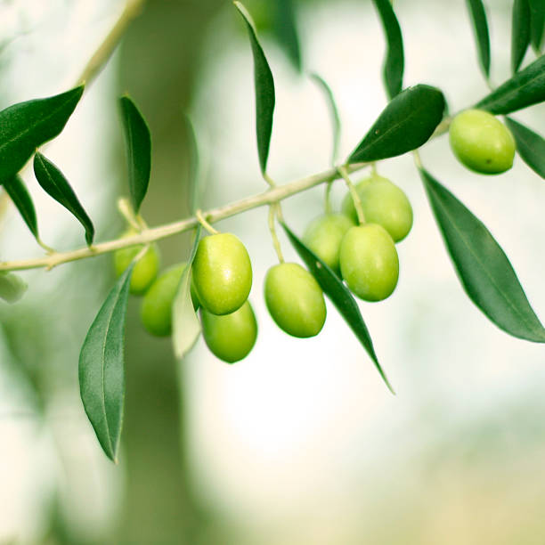 Green Olives stock photo