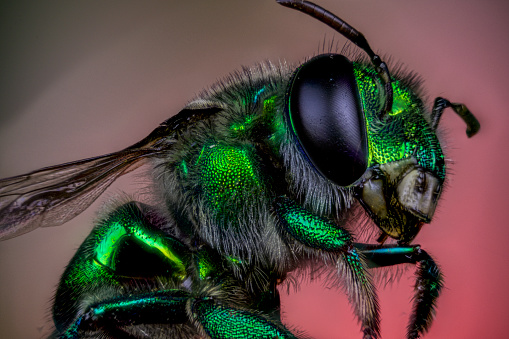 orchid bees or euglossine bees