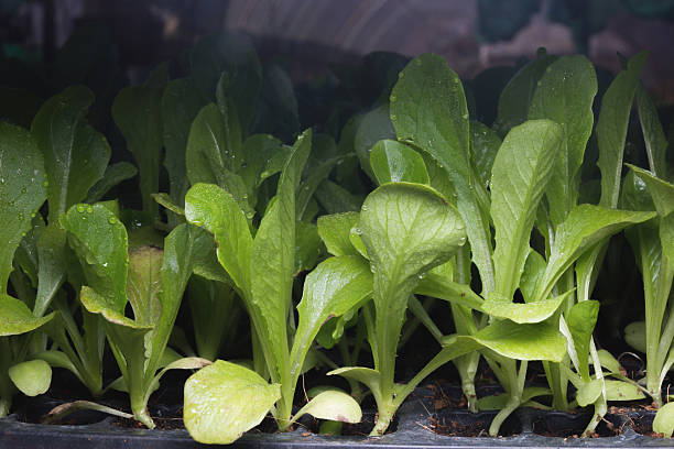 green pakchoy seeding stock photo