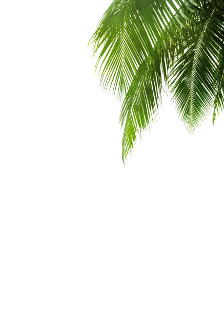 Green palm leaves white background isolated closeup, palm leaf corner border, palm branches frame, palm tree, tropical foliage banner, exotic pattern, decoration, design element, empty text copy space stock photo