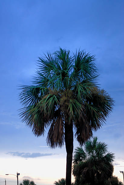 Green palm tree stands against a skys cloudy background Green palm tree stands against a skys cloudy background.  The sky is starting to darken in the evening. carolina beach north carolina stock pictures, royalty-free photos & images