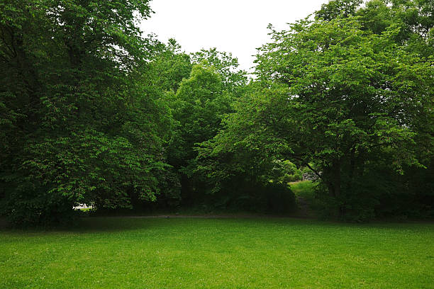 Green park  with large old decideous trees and shaded areas. Park in Oslo,Norway.Lightboxes: deciduous tree stock pictures, royalty-free photos & images