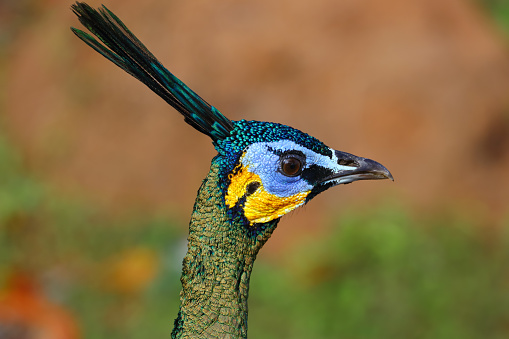 Closeup Green peafowl / peacock (Pavo muticus) head portrait