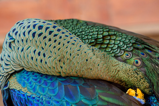 Green peafowl feathers in closeup
