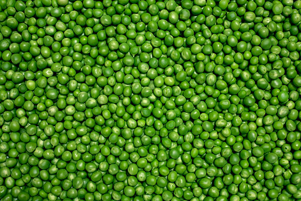 Green peas Grains of fresh green peas plant pod stock pictures, royalty-free photos & images