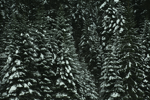 green pine branches covered with frost in the winter forest, background