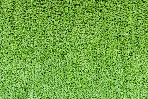 Green plant wall, Vertical garden stock photo
