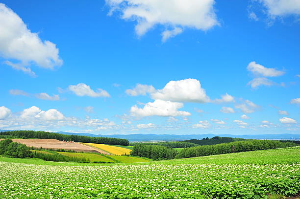 green plantation fields - hokkaido stockfoto's en -beelden