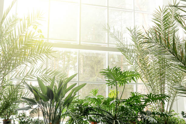 Green plants in botanical garden indoor. Green plants in botanical garden indoor. Sunshine in panoramic window. Fresh natural background. greenhouse stock pictures, royalty-free photos & images