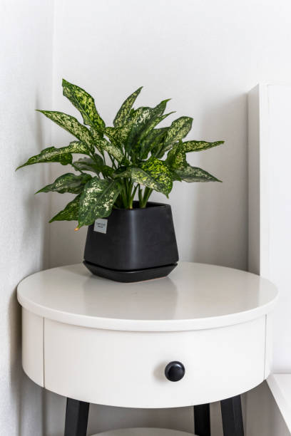 Green plants on the nightstand in the room stock photo
