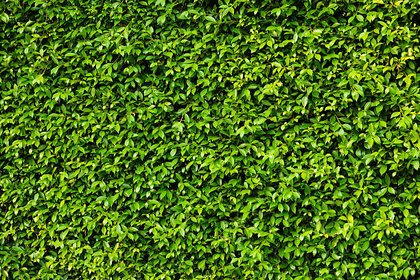Green plants wall stock photo
