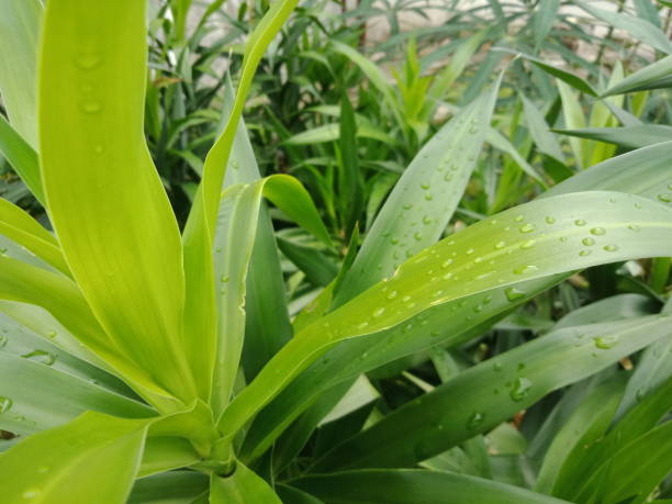 daun green pleomele angustifolia (suji). tetesan hujan di daun. - daun suji potret stok, foto, & gambar bebas royalti