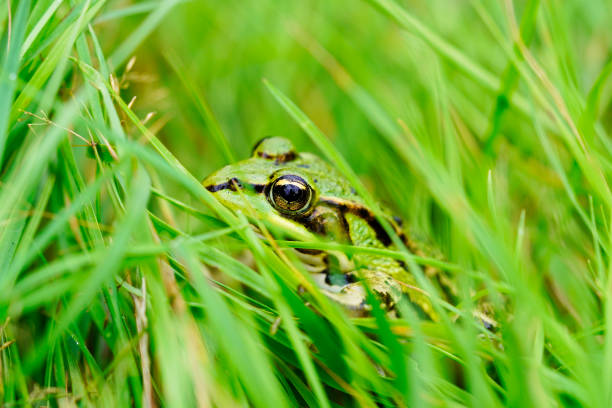 Green pond frog is sitting in the grass. Amphibian camouflages itself in nature. stock photo
