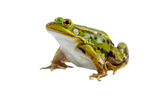 green pool rana maschio su bianco - ranocchia foto e immagini stock