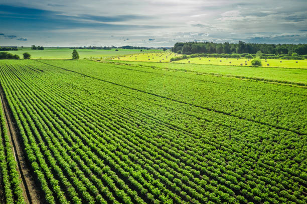 Green potato field in summer day, aerial view, Poland stock photo