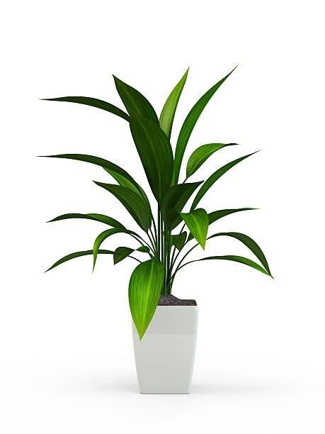 Green potted plant Green potted plant isolated on white background. 3D Rendering, 3D Illustration. potting stock pictures, royalty-free photos & images