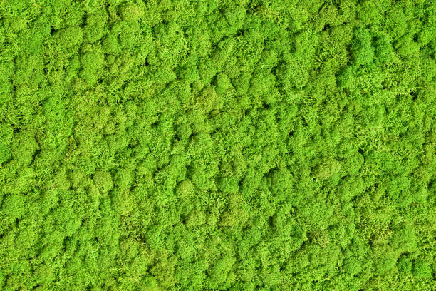green preserved moss stock photo