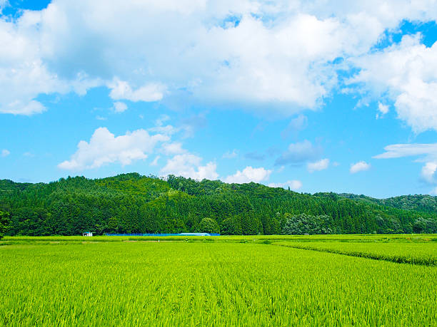 Green rice fields in Japan Green rice fields in Japan at summer. satoyama scenery stock pictures, royalty-free photos & images