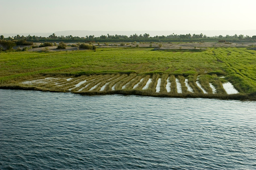 Rice fields on the Nile, Egypt.