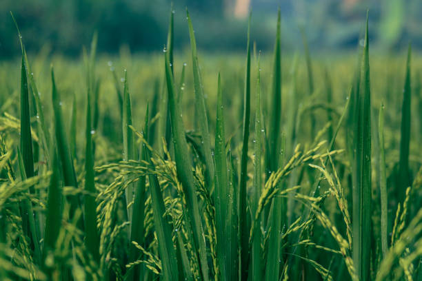 Green rice stock photo