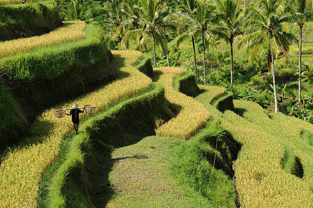 Green rice terraces at Bali stock photo