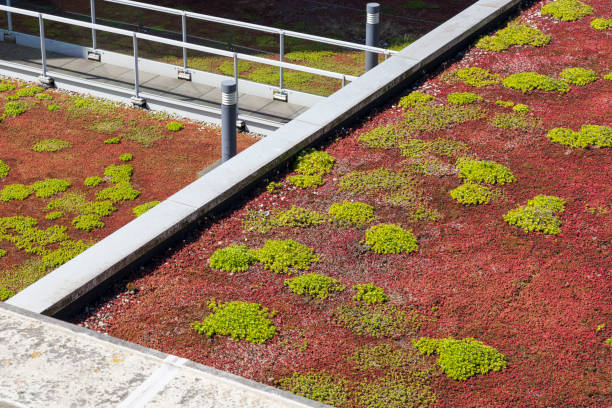 Green roof covered in Sedum for rain water conservation, roof garden stock photo