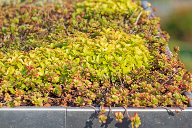 Green roof Green roof with different plants crassulaceae stock pictures, royalty-free photos & images