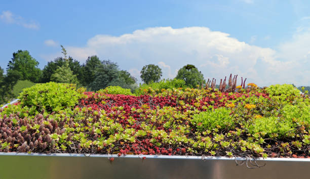 Green roof Green roof for house, garage, garden shed or carport. crassulaceae stock pictures, royalty-free photos & images