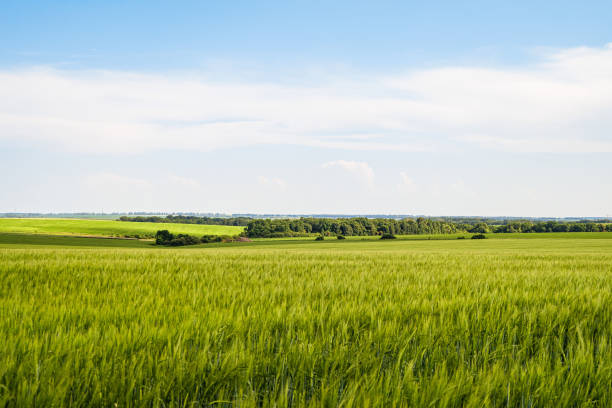 Green rye fields at a bright sunny summer day. Plain under a cloudy sky. Typical agricultural landscape of Belgorod reggion, Russia. Green rye fields at a bright sunny summer day. Plain under a cloudy sky. Typical agricultural landscape of Belgorod reggion, Russia. horizon over land stock pictures, royalty-free photos & images