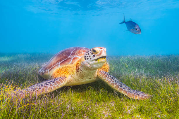green sea turtle and fish in caribbean sea - akumal bay - riviera maya / cozumel , quintana roo , mexico - maya bay imagens e fotografias de stock