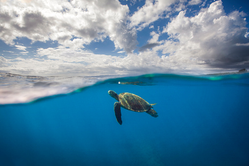 Green sea turtle coming up for air in the deep blue ocean