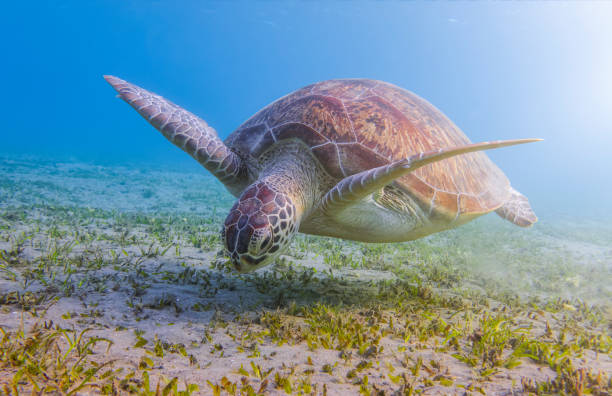 Green Sea Turtle grazing on seagrass beds on Red Sea - Marsa Alam - Egypt stock photo