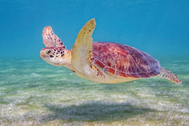 green sea turtle in caribbean sea near akumal bay - riviera maya / cozumel , quintana roo , mexico - maya bay imagens e fotografias de stock