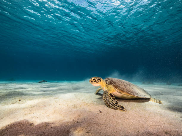 Green Sea Turtle in shallow water of the coral reef in the Caribbean Sea around Curacao stock photo