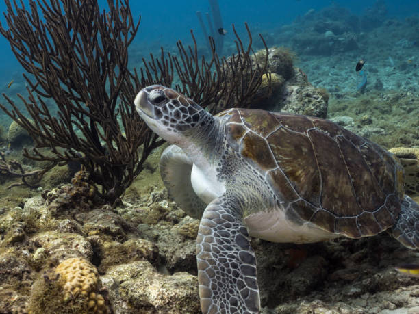 Green Sea Turtle in the coral reef in the Caribbean Sea around Curacao stock photo