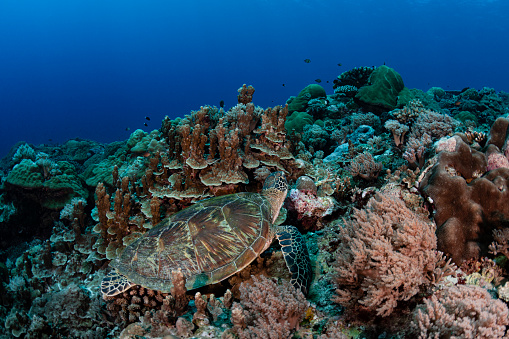 View of a Green Sea Turtle (Chelonia mydas) in Palau, Micronesia