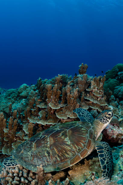 tartaruga marina verde (chelonia mydas) - palau , micronesia - tartarughe foto e immagini stock